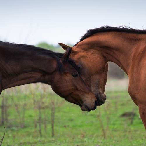 Photo #13084464