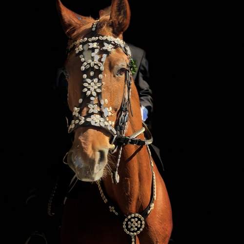 Photo #13084554