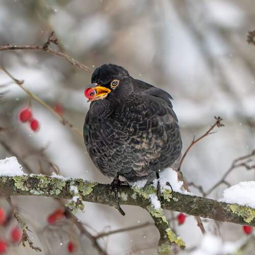 Фотография #13085067