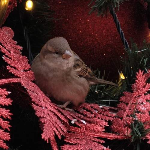 Photo #13085071
