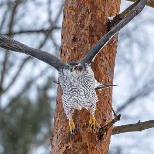 Фотография #13085073