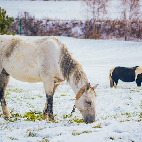 Photo #13085120
