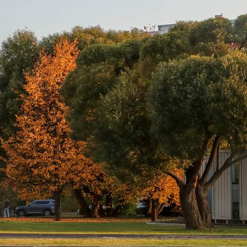 Photo #13085539