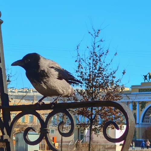 Photo #13085563