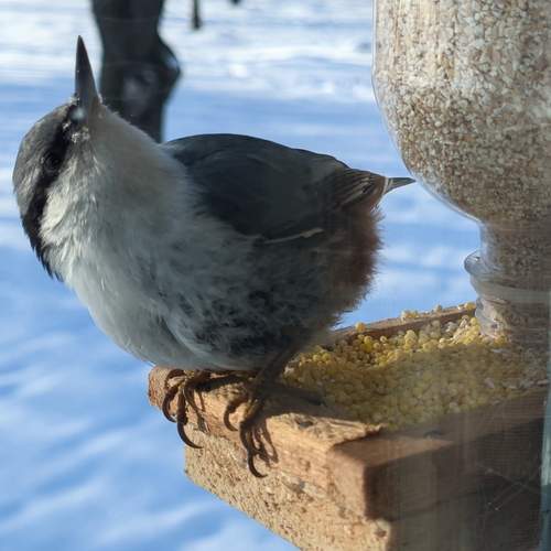 Photo #13085564