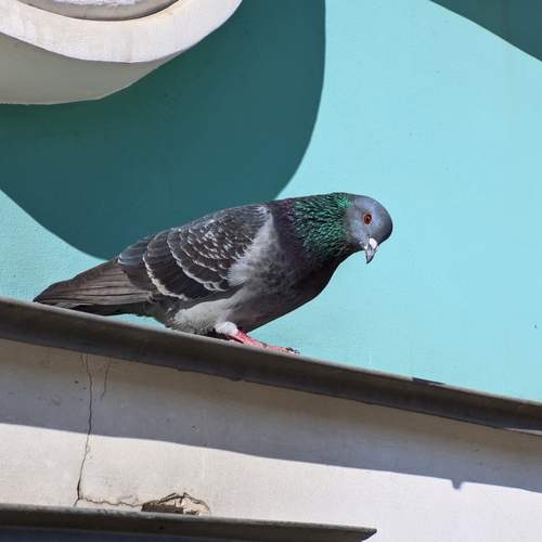 Photo #13085565