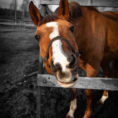 Photo #13085731