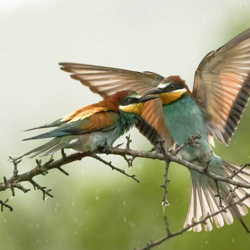 Фотография #13085988