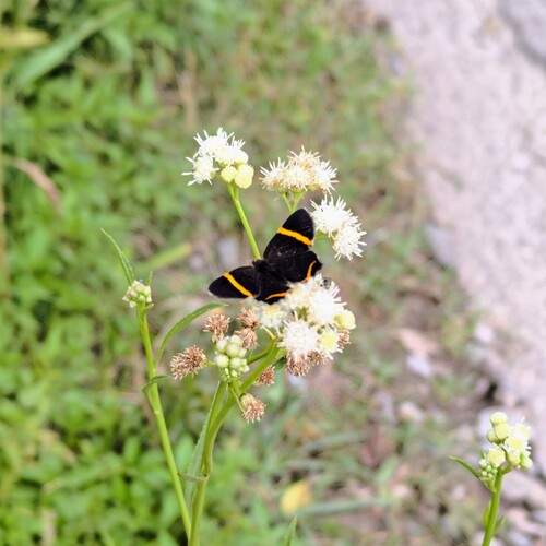 Photo #13085994