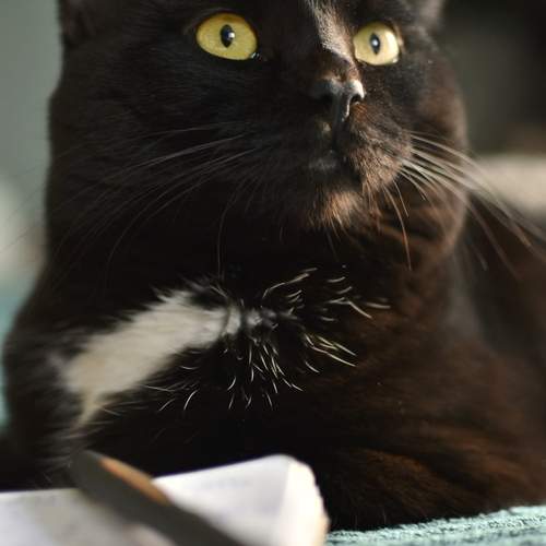 My cat Bonyfazyi - The writer