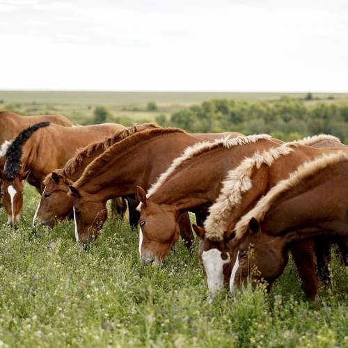 Фотография #13086840