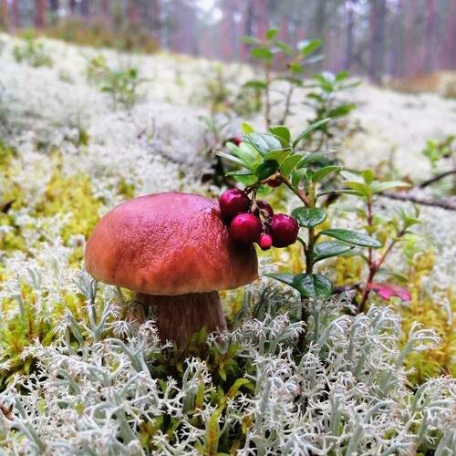 Photo #13087229