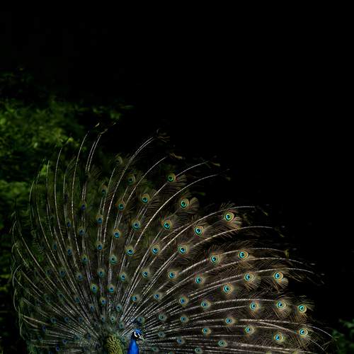 Photo #13087295