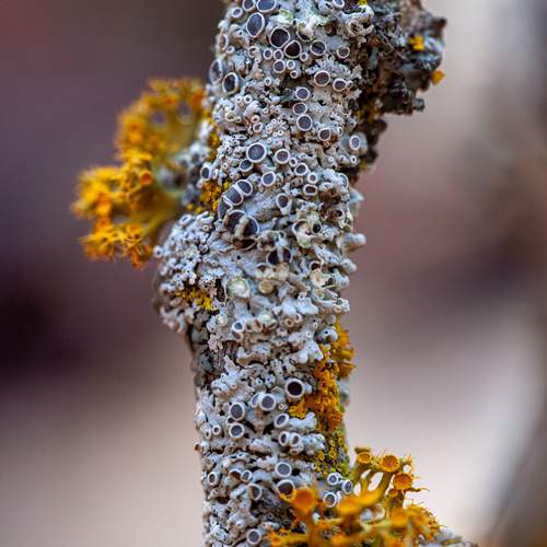 Photo #13087327