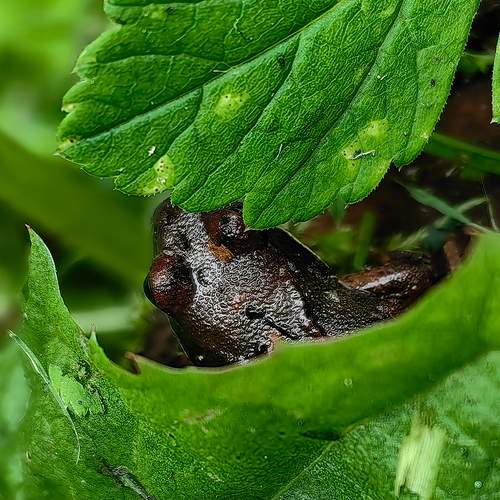 Photo #13087345
