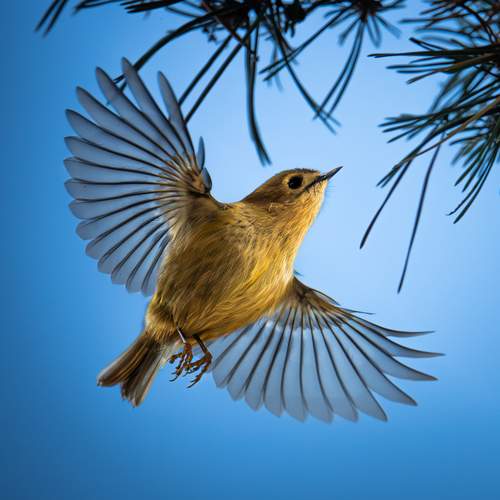Goldcrest in flight.