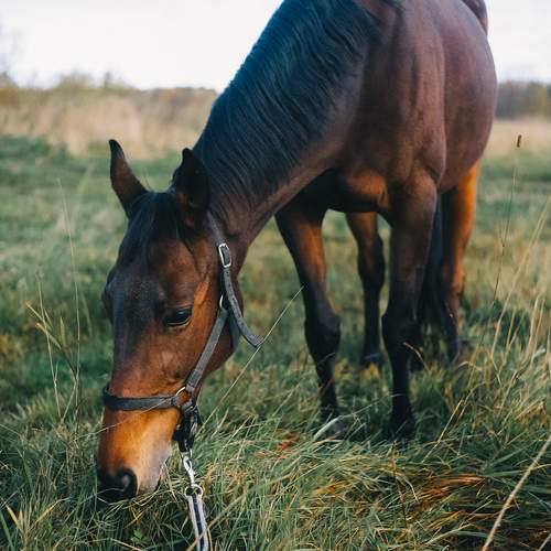 Фотография #13087381