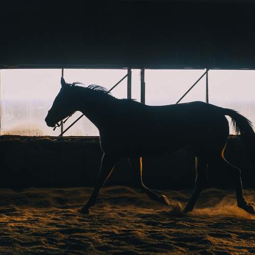 Фотография #13087382