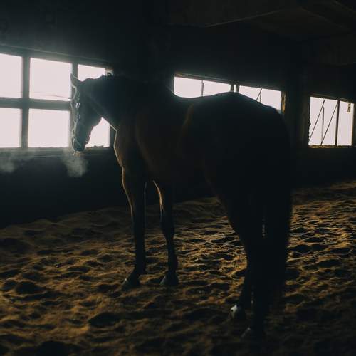 Фотография #13087384