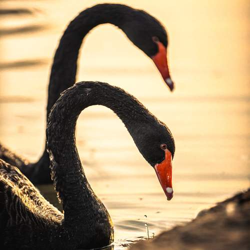 Фотография #13087472