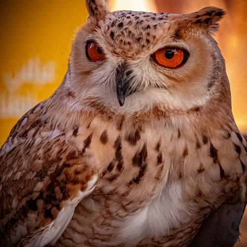 Фотография #13087517