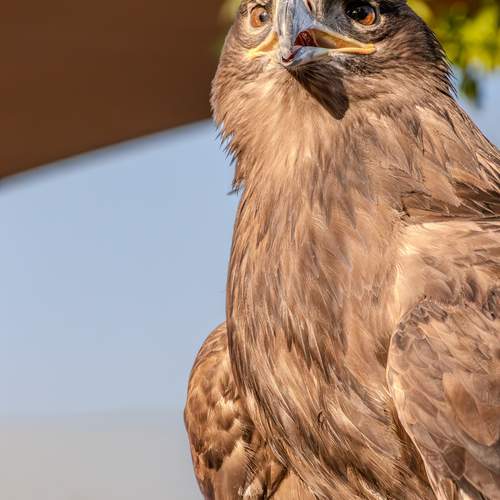 Фотография #13087523