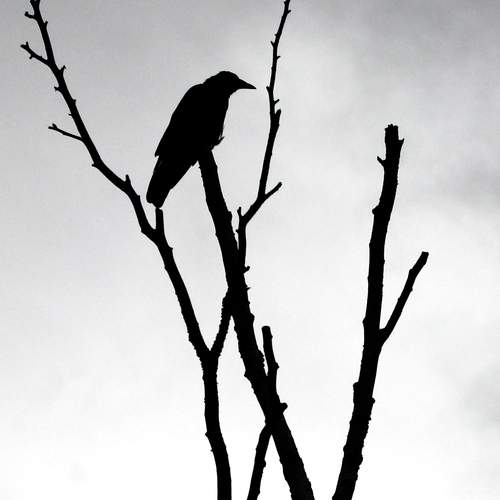 Photo #13087716