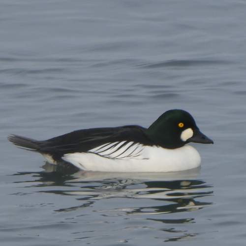 Photo #13087857