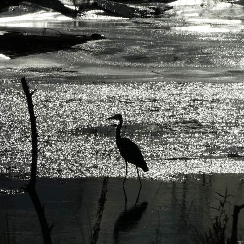 Photo #13087859