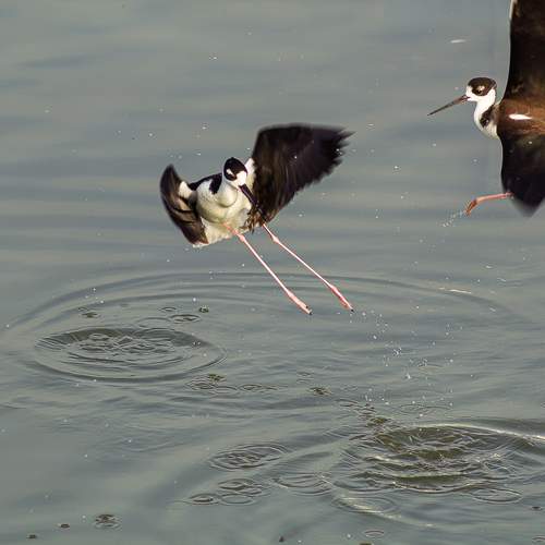 Photo #13087876