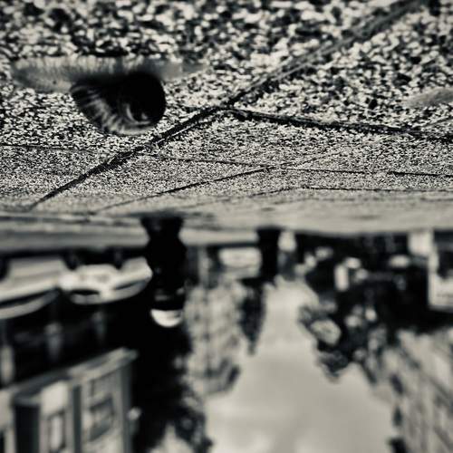 Photo #13087905