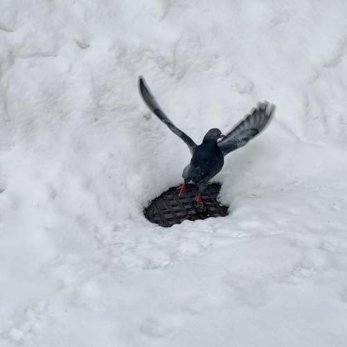 Photo #13087994