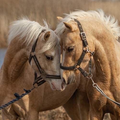 Фотография #13088279