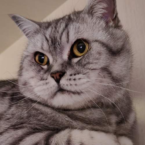 Photo #13088707