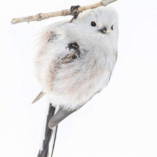 Photo #13088774
