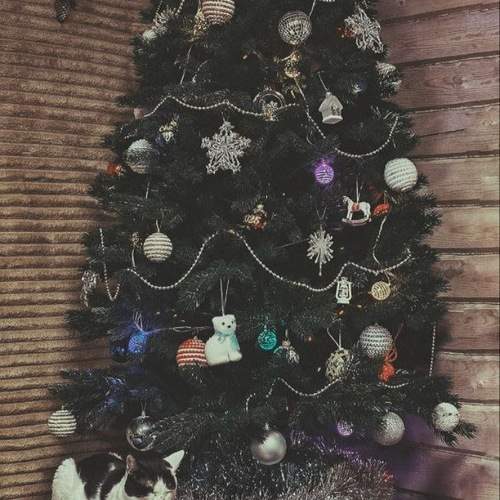 Photo #13088778