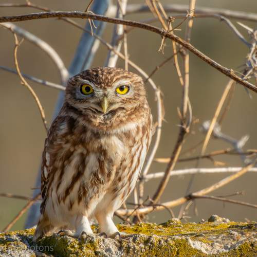 Photo #13088960