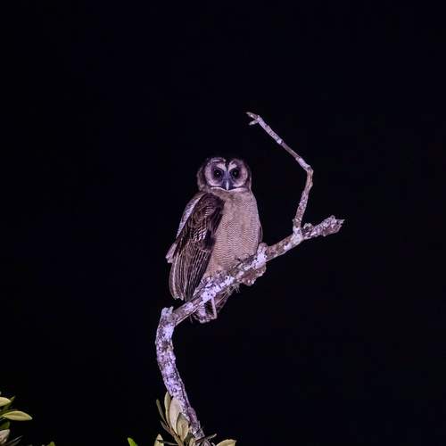 Photo #13089291