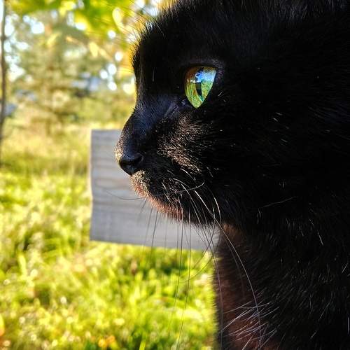Photo #13089551