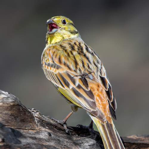 - Аааа, он меня съест!!!