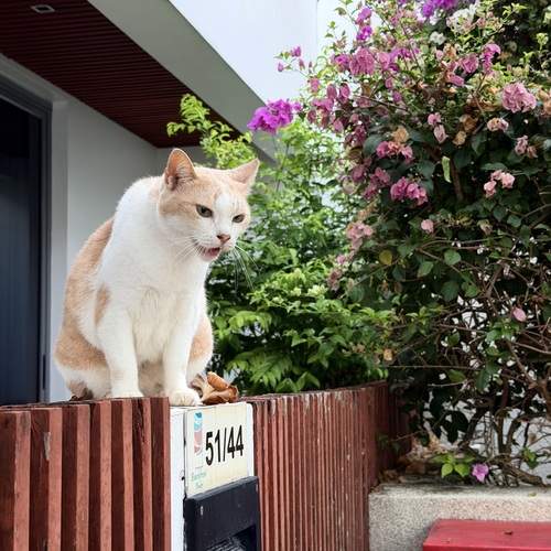 Photo #13089724