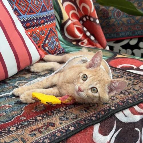 Photo #13089771