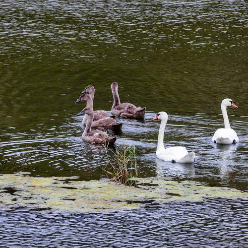 Photo #13089796