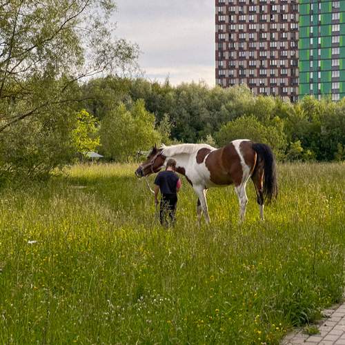 Photo #13089994