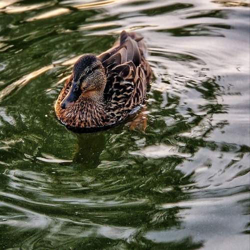 Photo #13090342