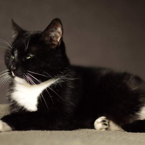 Photo #13090404