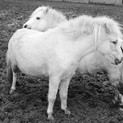 Photo #13090726