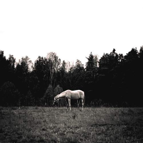 Photo #13090851