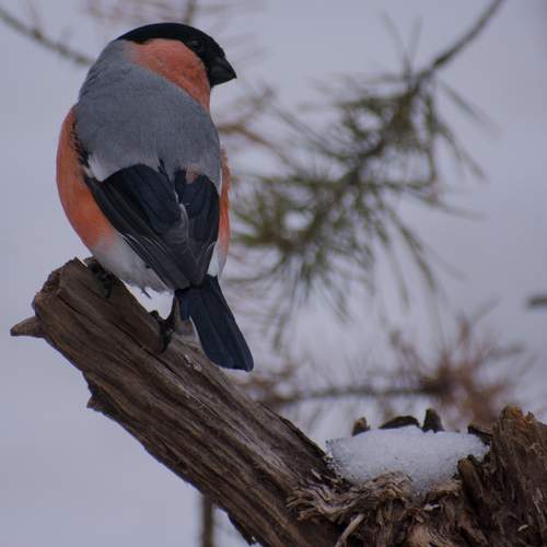 Фотография #13091287