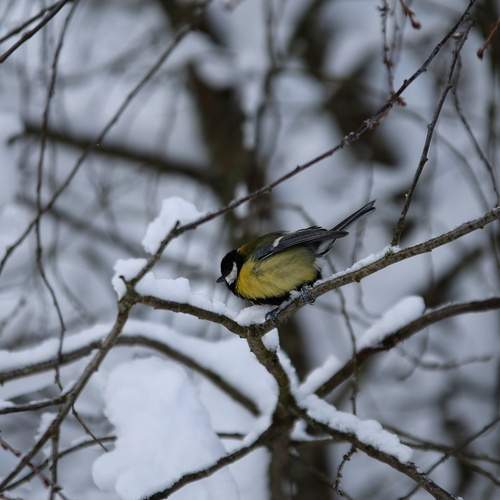 Photo #13091559